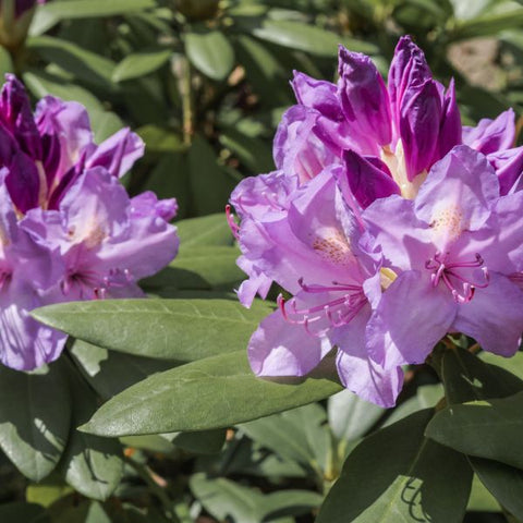 2104 - Catabiense Boursalt