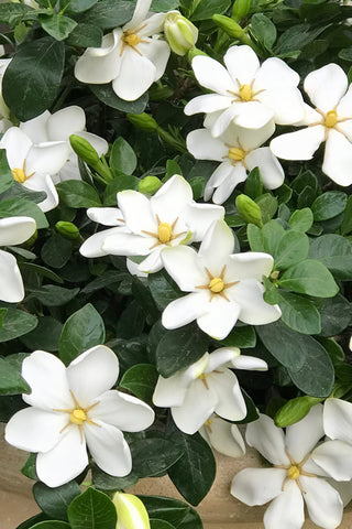 1203 - Daisy Gardenia (3G)