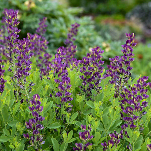 1502 - Grape Butterfly Bush (2G)