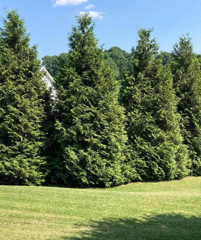 402 - Green Giant Arborvitae (3G)