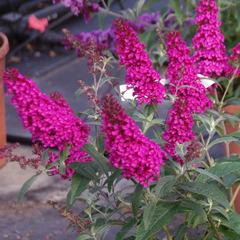 1503 - Raspberry Butterfly Bush (2G)