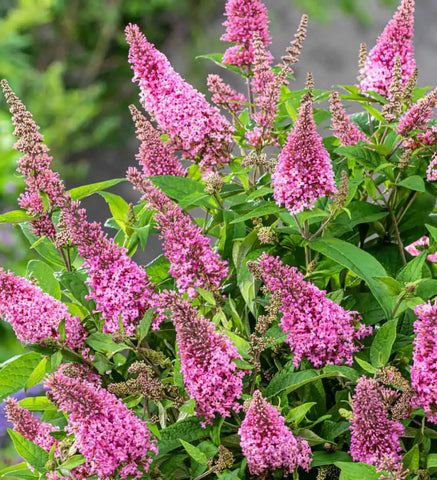 1504 - Taffy Butterfly Bush (2G)