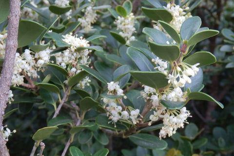 2001 - Tea Olive Bush