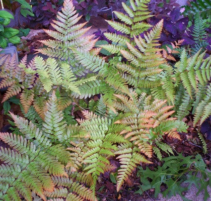 302 - Autumn Fern