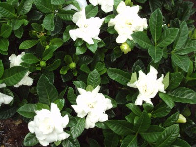 1201 - August Beauty Gardenia (3G)