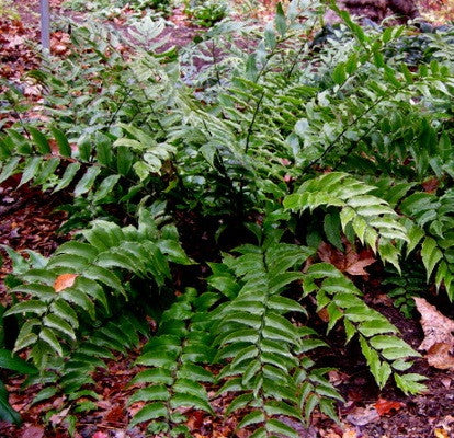 301 - Japanese Holly Fern